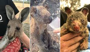 Stotine milijuna životinja stradale u australskim požarima